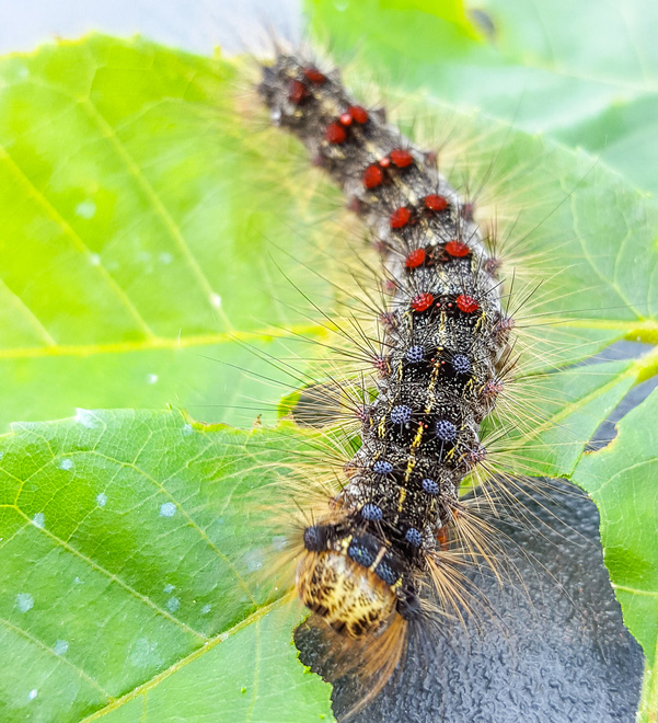 Healthy gypsy moth larva